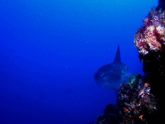 O incrível e exótico peixe-lua em mergulho em Isabel, em Galápagos (foto de Hnning Abheiden)